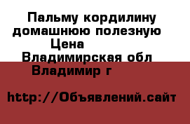  Пальму-кордилину домашнюю полезную › Цена ­ 1 300 - Владимирская обл., Владимир г.  »    